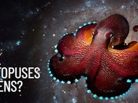 Bạch tuộc: Lời giải cho "Nghịch lý Fermi" ngay trên Trái Đất