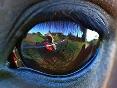 Loài động vật nguy hiểm nhất ở Úc không phải rắn độc hay cá sấu, mà là...