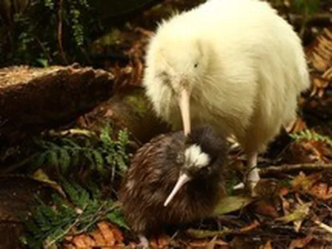 Chim kiwi trắng quý hiếm bất ngờ xuất hiện giữa ban ngày ở New Zealand