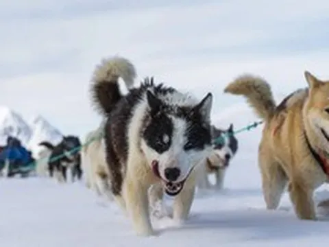 Bí mật 9.000 năm tuổi: Phân chó tiết lộ chế độ ăn kỳ lạ của chó kéo xe Siberia