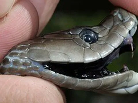 Thuốc giải rắn mamba: Cứu người trong chớp mắt, nhưng lại khiến cơ thể 'bùng nổ' như thế nào?