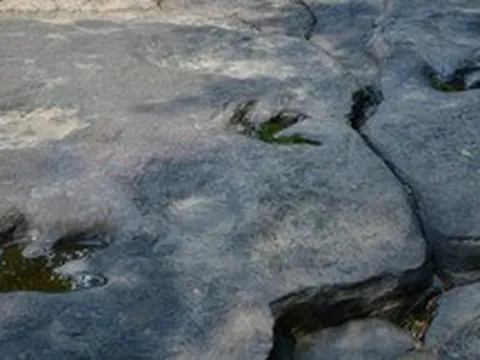 Bí ẩn khoa học đằng sau khả năng tồn tại hàng triệu năm của những dấu chân khủng long hóa thạch