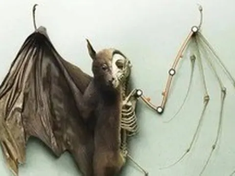 Tại sao dơi là động vật có vú duy nhất có thể bay thực thụ?