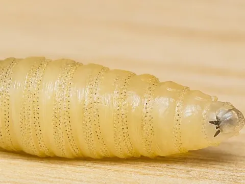 Ký sinh trùng ăn thịt người tái xuất gây báo động tại Mỹ