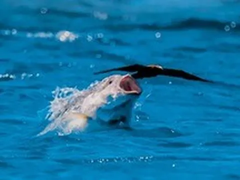 Những sát thủ dưới nước lật ngược quy luật tự nhiên khi cá trở thành kẻ săn chim trên bầu trời