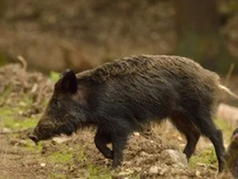 Bí ẩn đằng sau sự bùng nổ và suy tàn nhanh chóng của loài lợn lai tại vùng đất chết Fukushima sau thảm họa hạt nhân