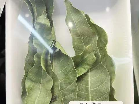 7 lá xoài giá 52.000 đồng ở Mỹ: Thứ bỏ đi ở Việt Nam lại thành hàng bán, người ta mua về làm gì?