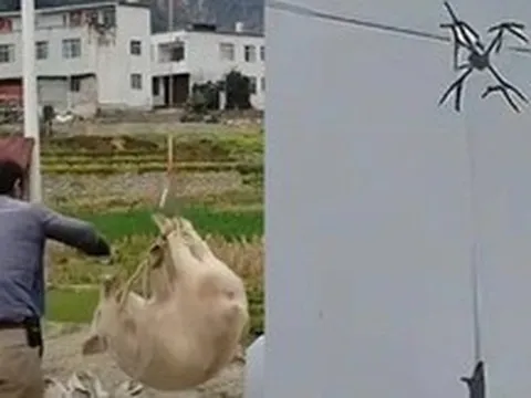 Con lợn biết bay khiến cả làng mất điện
