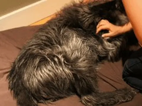 Sự thật ngã ngửa: Tại sao chó đạp chân điên cuồng khi được gãi bụng?