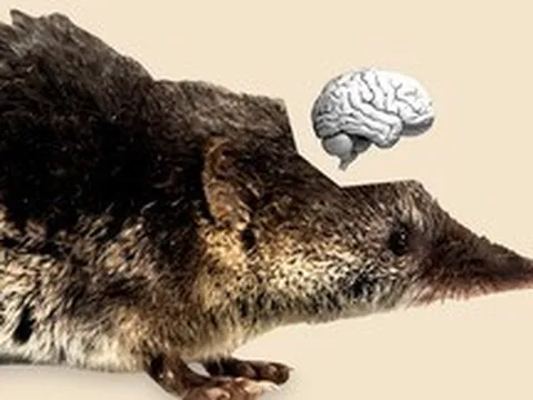 Hiện tượng Dehnel: Bí ẩn loài vật tự "teo não" và thu nhỏ xương cốt để sống sót qua mùa đông