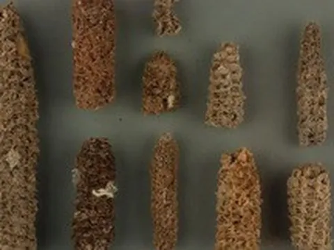 Bí mật "bốc mùi" giúp nền văn minh cổ đại nở hoa giữa sa mạc khô cằn nhất Trái Đất