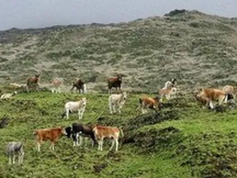 Sự trỗi dậy và sụp đổ của "đảo bò": 140 năm tiến hóa thần tốc kết thúc bằng một quyết định tàn khốc