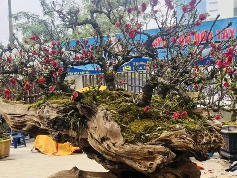 Đào thất thốn bạc tỷ xuống phố