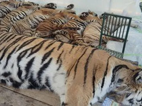 Thảm kịch 72 con hổ tử vong chỉ trong 10 ngày tại Thái Lan: Hung thủ đến từ căn bệnh thường gặp ở chó