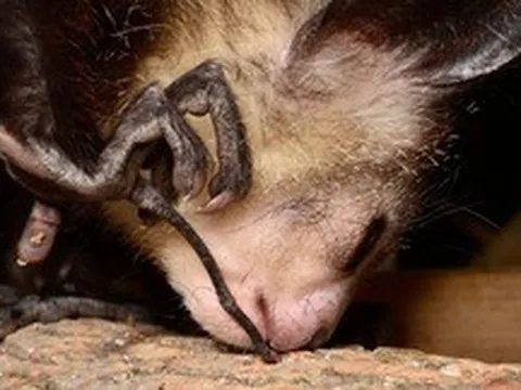 Khỉ Aye-aye, sinh vật kỳ lạ bậc nhất tại Madagascar, loài linh trưởng duy nhất sử dụng định vị bằng tiếng vang để săn mồi