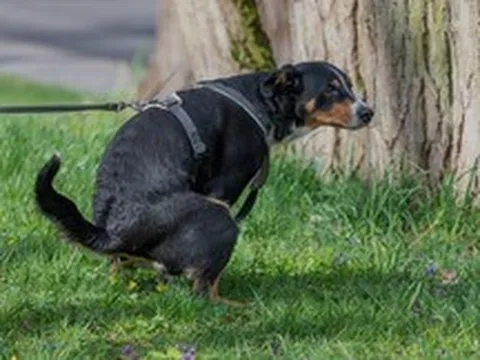 Vì sao bò dê vừa đi vừa thải còn chó mèo phải ngồi đúng tư thế khi đi vệ sinh?