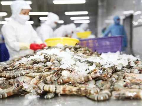 Mỹ giảm mạnh thuế chống bán phá giá với tôm Việt Nam