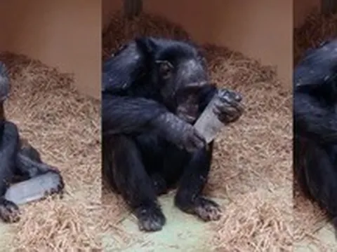 Nghiên cứu về loài tinh tinh tại Tây Ban Nha hé lộ niềm đam mê chung đối với các tinh thể giữa linh trưởng và người