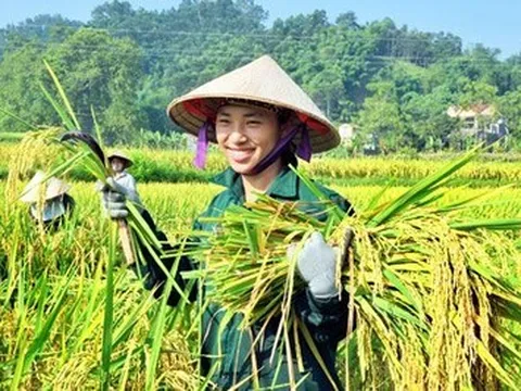 Bảo hiểm nông nghiệp: Cơ hội mở ra từ cải cách thể chế