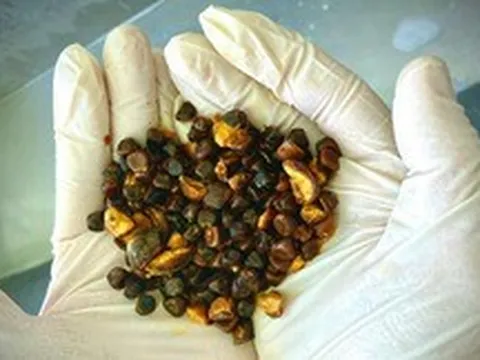 Có thể bạn chưa biết: Loại “đá” kỳ lạ trong bụng bò này hiện đang đắt hơn cả vàng!