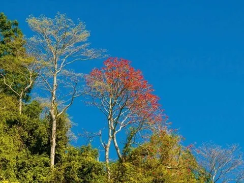 Bí quyết săn hoa tháng 3: “Bắc hoa gạo, Nam vông nem”