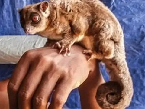 Phát hiện chấn động về hai loài thú có túi tại New Guinea vốn được cho là đã tuyệt chủng 6000 năm