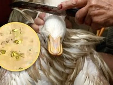 Mổ vịt phát hiện vàng thật trong dạ dày: Câu chuyện lạ ở Trung Quốc gây bão mạng xã hội