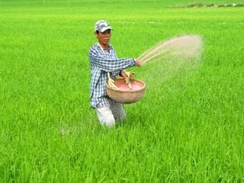 Giá phân bón neo cao, doanh nghiệp ém hàng: Nguy cơ ảnh hưởng chuỗi giá trị nông nghiệp