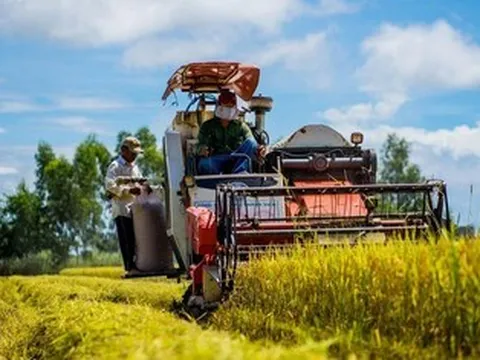 Tăng cường triển khai các giải pháp thúc đẩy sản xuất, xuất khẩu gạo trong tình hình mới