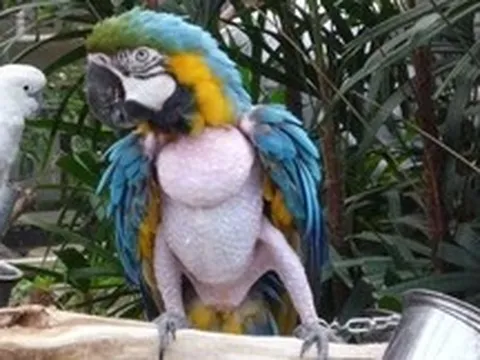 Nghiện tự làm đau: Sự tương đồng đáng sợ giữa người và vẹt khi tự nhổ lông xé da để trốn tránh các áp lực cuộc sống