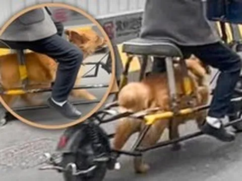 Người đàn ông Trung Quốc biến thú cưng thành “động cơ sống”, cảnh tượng trên đường khiến mạng xã hội phẫn nộ