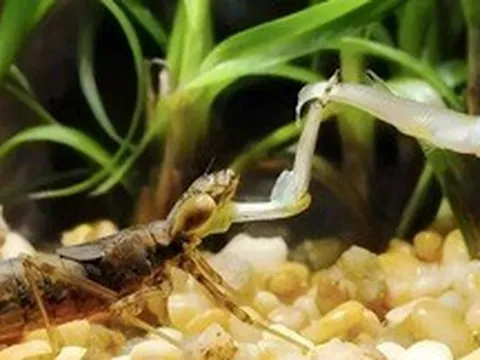 Ấu trùng chuồn chuồn ăn 3.000 con muỗi mỗi năm nhưng lại trở thành món ăn khoái khẩu của con người
