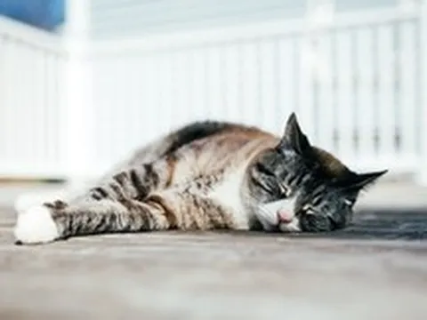 Vì sao mèo nhà bạn thường ngủ nghiêng bên trái: Bí mật khoa học thú vị phía sau thói quen quen thuộc