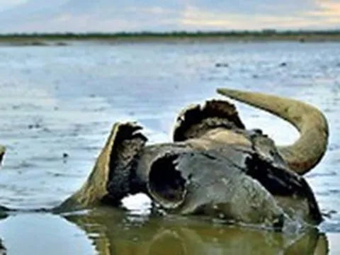 Bí ẩn hồ nước biến mọi sinh vật thành tượng đá ngay khi chạm vào