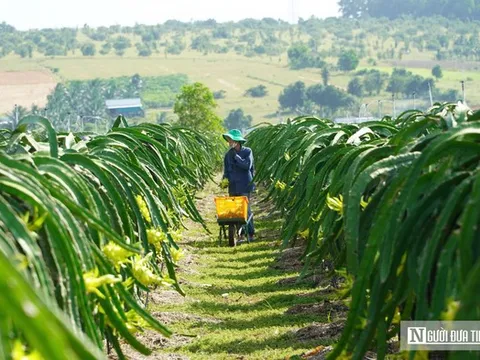 Thanh long xuất khẩu sang EU: Kiểm soát 30%, không phải 50%