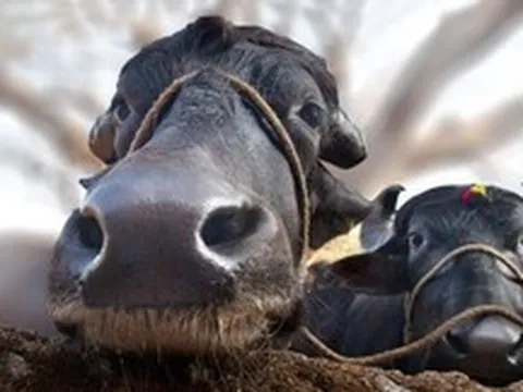 Vì sao trâu và bò có ngoại hình rất giống nhau nhưng gần như không thể lai tạo với nhau?