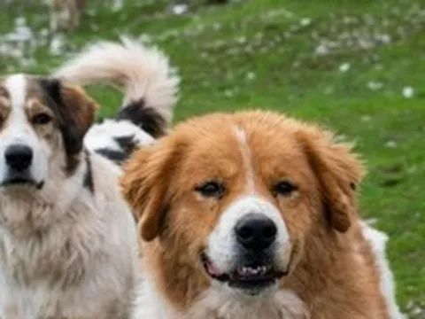 Phát hiện DNA chó cổ nhất lịch sử: Hé lộ mối quan hệ 16.000 năm giữa con người và loài chó