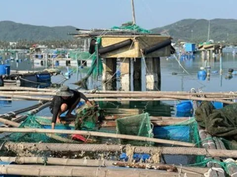 Lý do người nuôi tôm hùm chưa tiếp cận được hỗ trợ sau bão lũ lịch sử