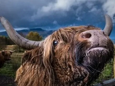 Giải mã bí ẩn nguyên do loài bò chỉ ăn cỏ nhưng vẫn phát triển hàng trăm cân thịt cơ bắp