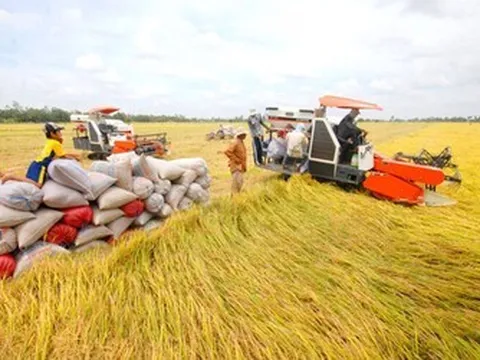 Bộ NN&MT triển khai nhiều giải pháp bảo đảm sản xuất kinh doanh lúa gạo trong tình hình mới