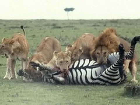 Nghiên cứu ngựa vằn hơn 100 năm, các nhà sinh vật học bối rối vì hóa ra bộ vằn này vốn không phải để ngụy trang