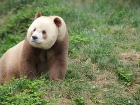 Bí ẩn về Thất Tử: Chú gấu trúc sở hữu bộ lông màu sô-cô-la độc nhất vô nhị trên thế giới