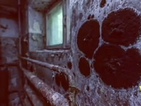 Một sinh vật đột biến đã được phát hiện ở Chernobyl, sở hữu những khả năng đặc biệt, bao gồm khả năng ăn bức xạ hạt nhân