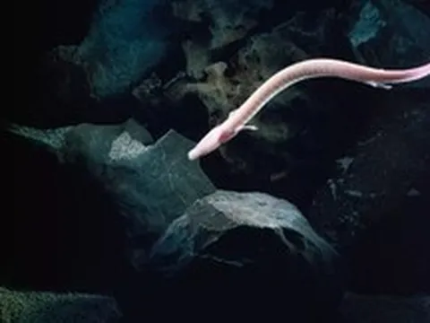 Sinh vật kỳ bí mang hình dáng loài rồng: Chúng có thể bất động trong 7 năm, nhịn ăn 10 năm và thậm chí sống đến hơn một thế kỷ