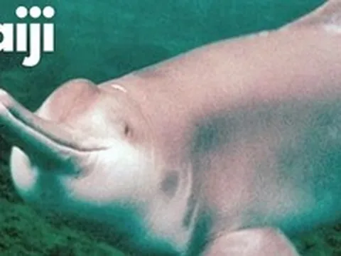 22 năm giam cầm và chết trong bể kính: Bí mật đen tối dưới làn nước đục ngầu của dòng Dương Tử