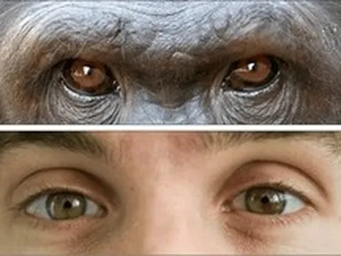 Tại sao con người có lòng trắng mắt rõ ràng trong khi phần lớn loài vượn lại có mắt tối màu?