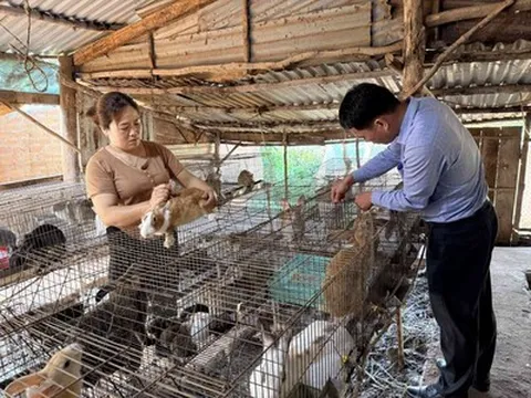 Lâm Đồng: Phát triển mô hình nuôi thỏ, hướng sinh kế xanh tại xã Quảng Trực