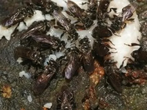 Loài ong ăn thịt thối nhưng vẫn tạo ra mật ngọt, bí ẩn tiến hóa khiến giới khoa học kinh ngạc