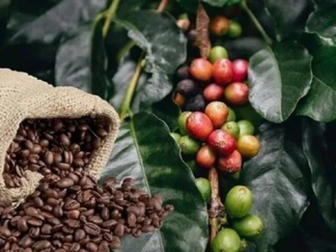 EUDR đẩy nông sản Việt vào cuộc đua số hóa