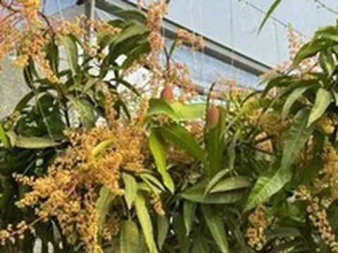 Quả "trứng mặt trời" đắt đỏ bậc nhất thế giới, 100 triệu đồng/cặp, ở Việt Nam có người trồng thành công